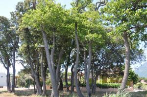 Appart'hotels Sole e Mare : photos des chambres