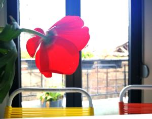 Semedaki, design in the centre of history