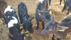 Slane Farm Hostel, Cottages and Camping