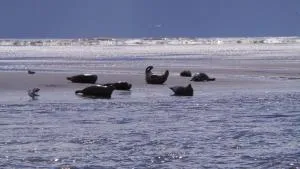 Appartement proche Mer - Berck-sur-Mer