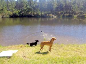 Chalets Cuckoo Lake Forest Cabin : photos des chambres