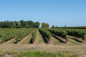 B&B / Chambres d'hotes L'Ilot Vignes : Chambre Double Supérieure