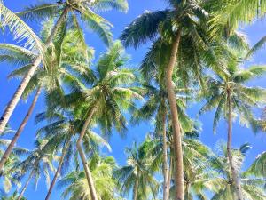 Anda White Beach Resort