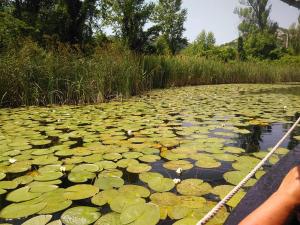 Apartments Bogunovic