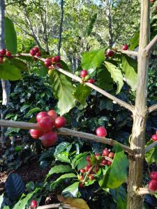 Banga-an BnB and Coffee House