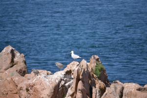 Appartements Gite de la Mer sur le port de plaisance de Lezardrieux Bretagne : photos des chambres