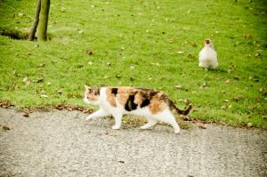 Sharlands Farm Holiday Cottages