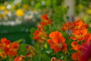 Apartment in Bol with Seaview, Terrace, Air condition, WIFI (3758-2)