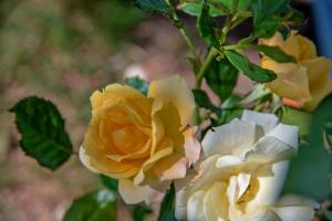 Apartment in Bol with Seaview, Terrace, Air condition, WIFI (3758-2)