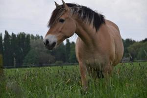 B&B / Chambres d'hotes Ferme de la Forterie : photos des chambres