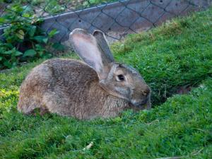 Nengshof Ferienwohnungen Mohnblume und Kornblume