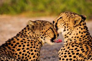 Sir Bani Yas Island, 12452 Dasah, United Arab Emirates.