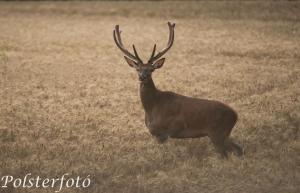 Pension Hubertus Vad&aacute;szh&aacute;z &Uacute;judvar Hungary