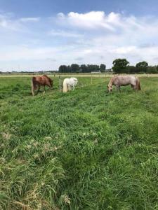 B&B / Chambres d'hotes Ferme de la Forterie : photos des chambres