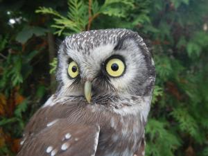 Apartmán v Záchranné stanici Pasíčka