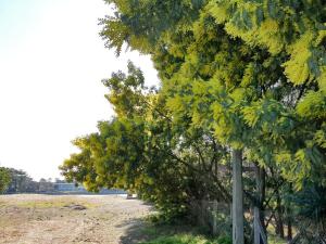 Mob Mimizan On The Beach photo 18