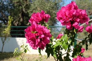 Billias House Halkidiki Greece