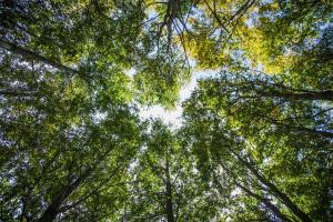 Refugio Ruka Cümelen