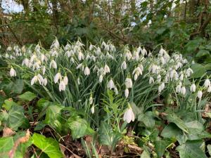 Bossiney Cove Cottage
