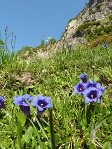 Appartement Schuller