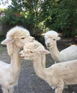 Chouetterie - Azat-Chatenet