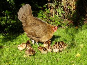 Farmhouse De Hoeve B&B apartment