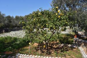 GIKA'S HILL STONE HOUSE Messinia Greece