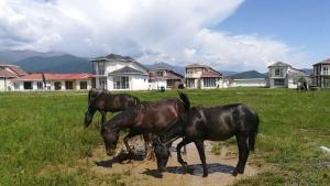 Paradise Investment Resort