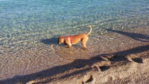 Appartamento al mare Via delle Mimose img28