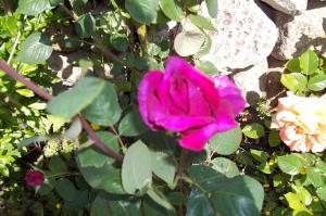 Il Vecchioliveto di Ornella img35