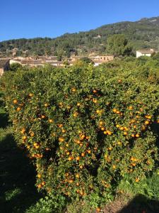 Camí de Ses Fontanelles 34, C.P: 07100, Sóller, Majorca, Spain.