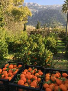 Camí de Ses Fontanelles 34, C.P: 07100, Sóller, Majorca, Spain.