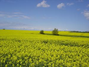 Ferienhaus Klaus und Walter