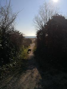 Spurvereden ved vandet