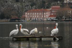 Hotel Kastoria in Kastoria City Kastoria Greece