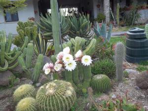 Il Vecchioliveto di Ornella img39