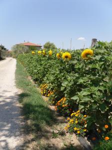 Apartement Agriturismo San Rocco Marina di Grosseto Itaalia