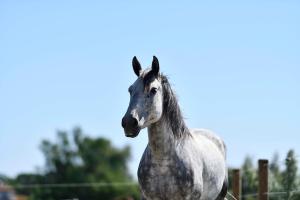 Appartements Mas Trinita Gite equestre en Camargue : photos des chambres