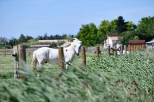 Appartements Mas Trinita Gite equestre en Camargue : photos des chambres