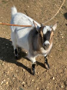 L’allée des peupliers