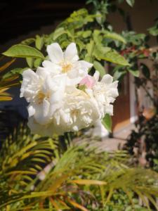 Belle Amie Self Catering