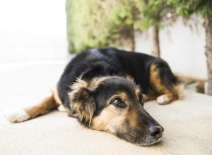 Villa dIrene-near athens airport , 200 meters from the beach davis