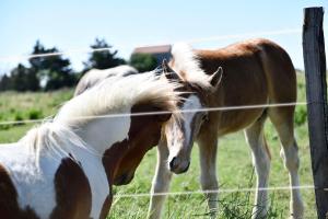 Appartements Mas Trinita Gite equestre en Camargue : photos des chambres