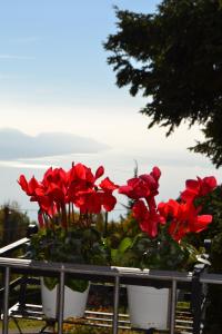 Appartmento Belvedere