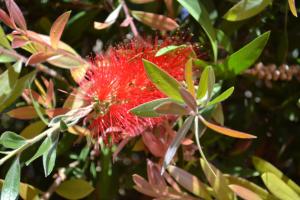 Penzion Callistemon Porto Azzurro Itálie