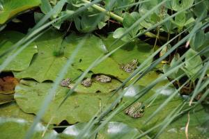 Bed & Breakfast aan de Beek