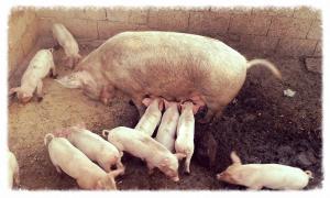 Agriturismo Lu Nodu img4