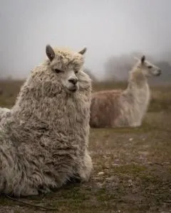 Polylepis Lodge - San Gabriel