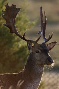 Agriturismo Redipuglia