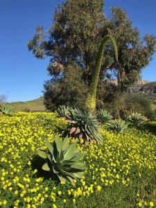 Casa Grande by Rosas Cantares